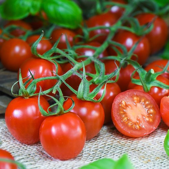 Tomato 'Rubylicious'